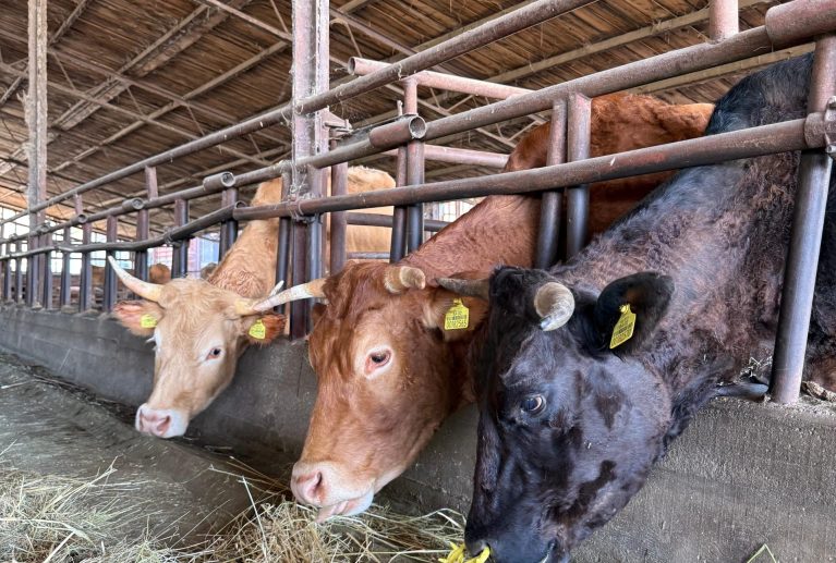 Bavimo se uzgojem krava te prodajom svježeg mesa i domaćih mesnih proizvoda, nastalih od stoke uzgojene na našoj farmi.
