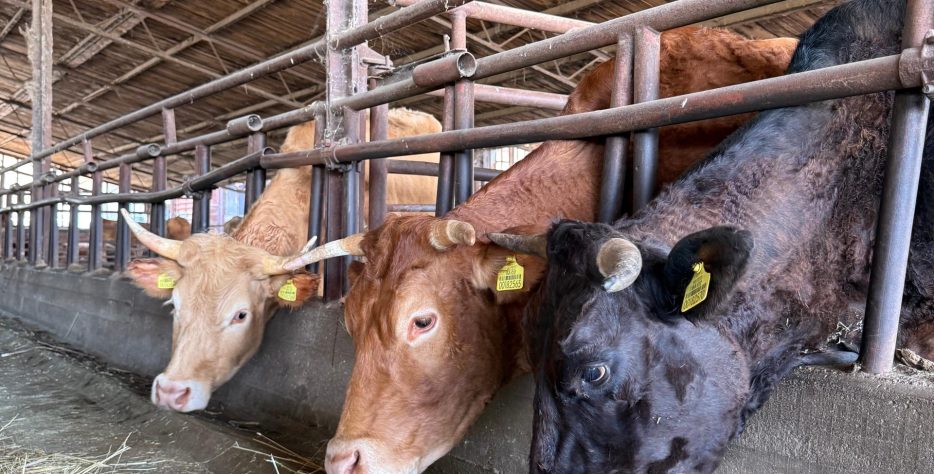 Bavimo se uzgojem krava te prodajom svježeg mesa i domaćih mesnih proizvoda, nastalih od stoke uzgojene na našoj farmi.