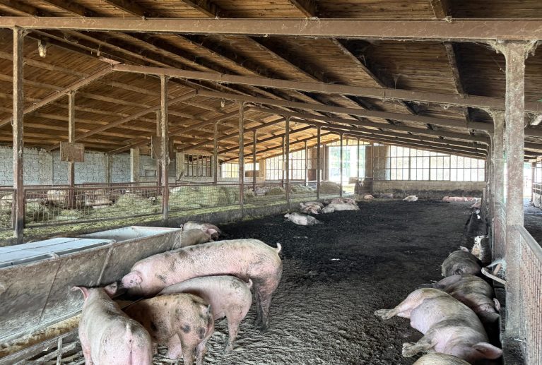 Uzgoj svinja te prodaja svježeg mesa i domaćih mesnih proizvoda iz vlastitog uzgoja.