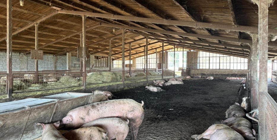 Uzgoj svinja te prodaja svježeg mesa i domaćih mesnih proizvoda iz vlastitog uzgoja.