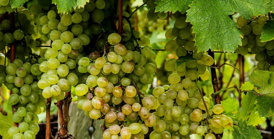 Domaće vino vrhunske kvalitete, proizvedeno na našem imanju.
